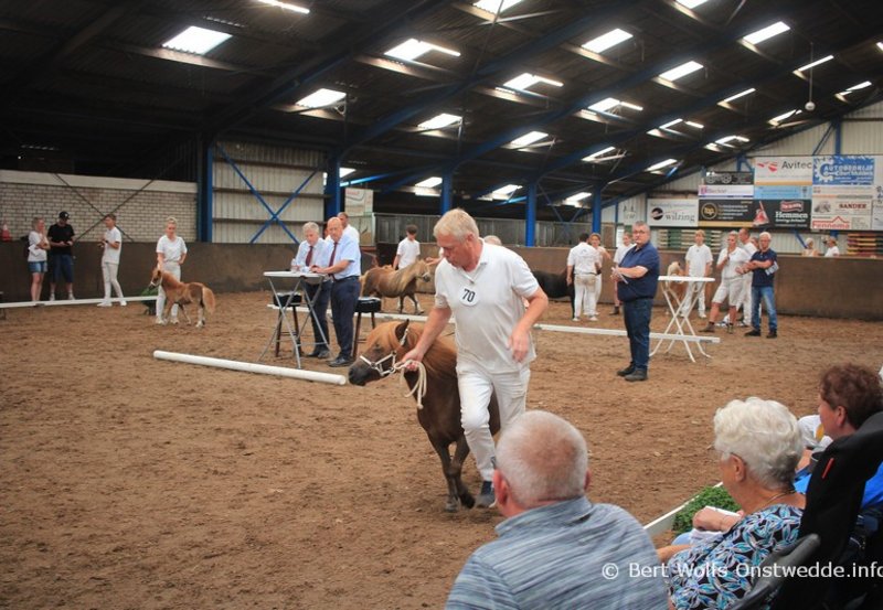 17-08-26 Shetlandpony keuring in de manege. Foto: Bert Wolfs Onstwedde.info