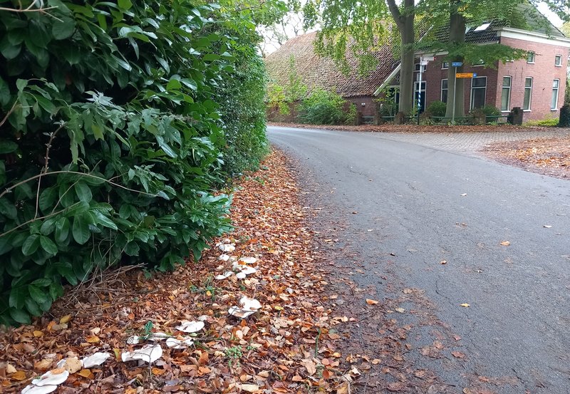 29-10-25 Scholtweg. Foto: Roelie Knigge Onstwedde.info