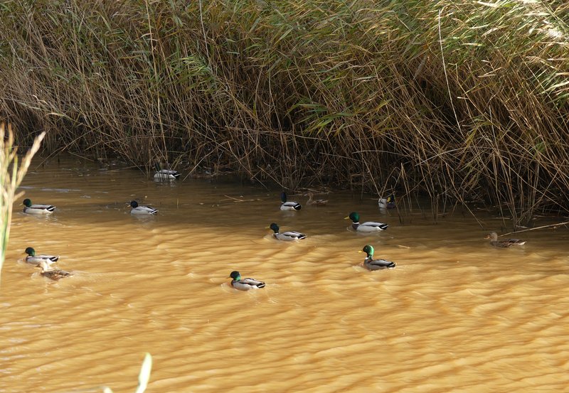 24-10-25 Alle eendjes zwemmen in het water ....een oud kinderliedje. Foto: Magdalena