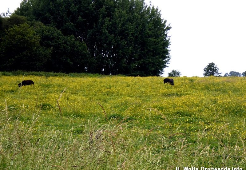11-06-26 Pony's aan de Zijdstukkerweg. Foto: H. Wolfs Onstwedde.info