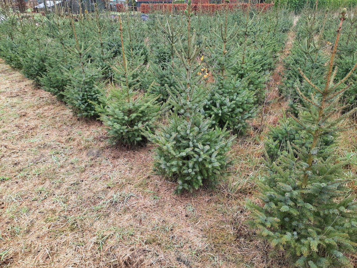 Kerstbomen te koop in Onstwedde