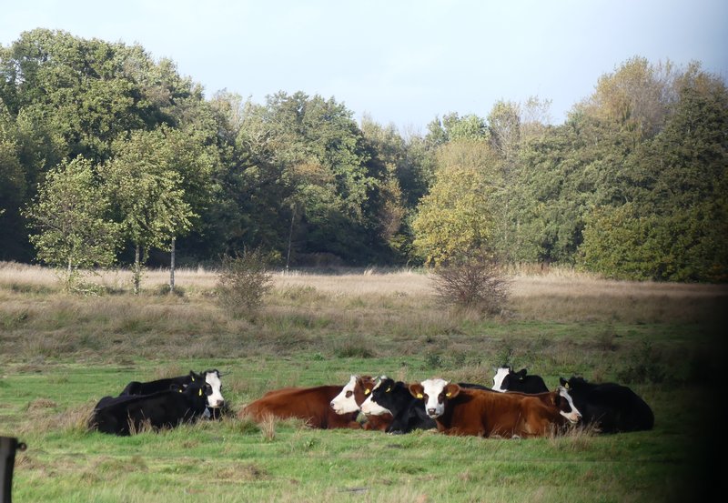 25-10-25 Rustig herkauwend in de wind. Foto± Magdalena