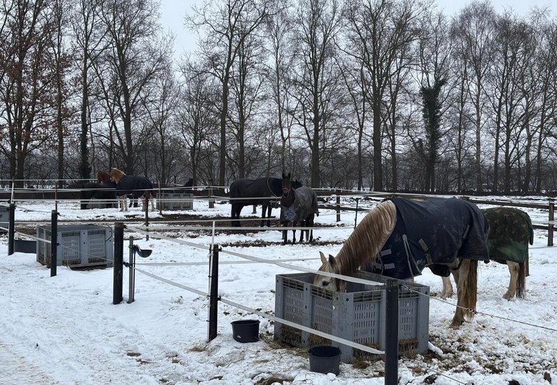 31-01-26 De manegepaarden gaan even een frisse neus halen. Foto: Bé Wilzing
