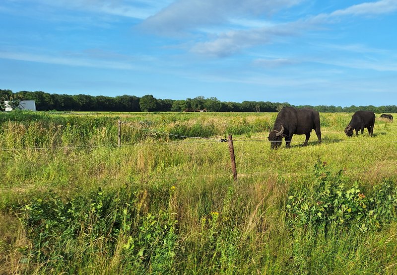 23-06-26 Waterbuffels aan de Kampweg. Foto: Anneke Orsel Onstwedde.info