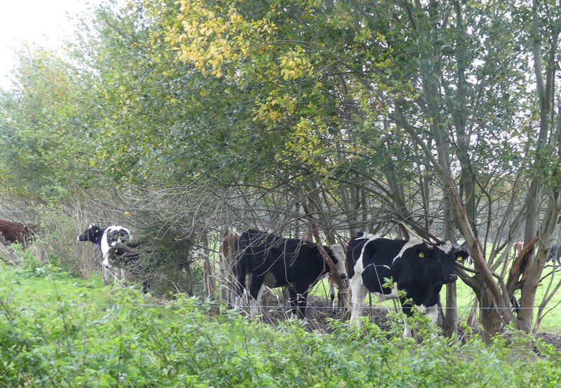 27-10-25 Zowat minder last van Benjamin?. Foto: Magdalena