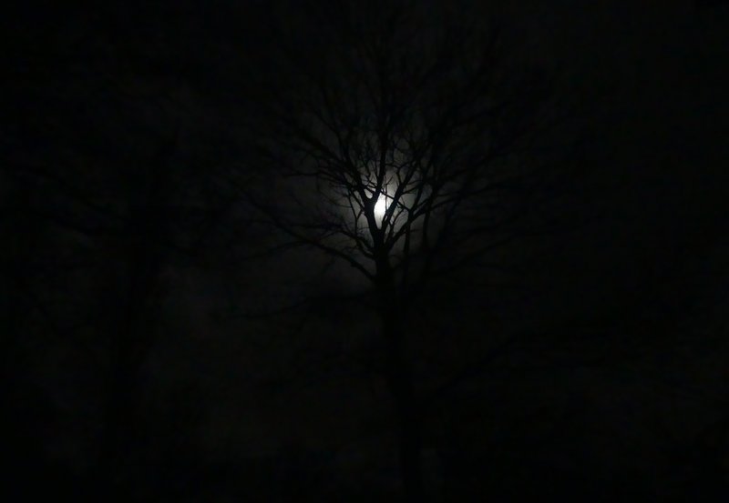 02-12-25 Zie de maan schijnt door de bomen, makkers ..... (23.37 uur). Foto: Magdalena
