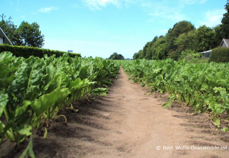 24-06-26 Tussen de suikerbieten. Foto: Bert Wolfs Onstwedde.info