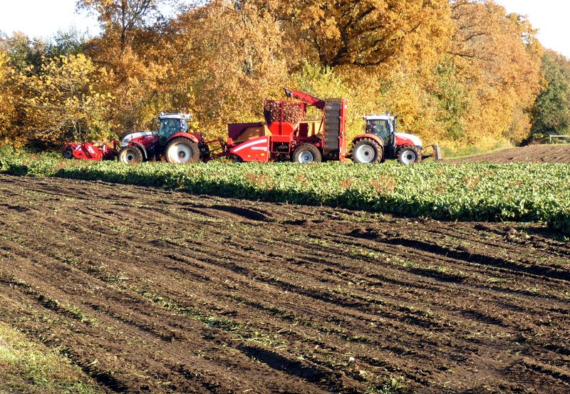 05-11-25 Bieten rooien aan de Kampweg. Foto: H. Wolfs Onstwedde.info