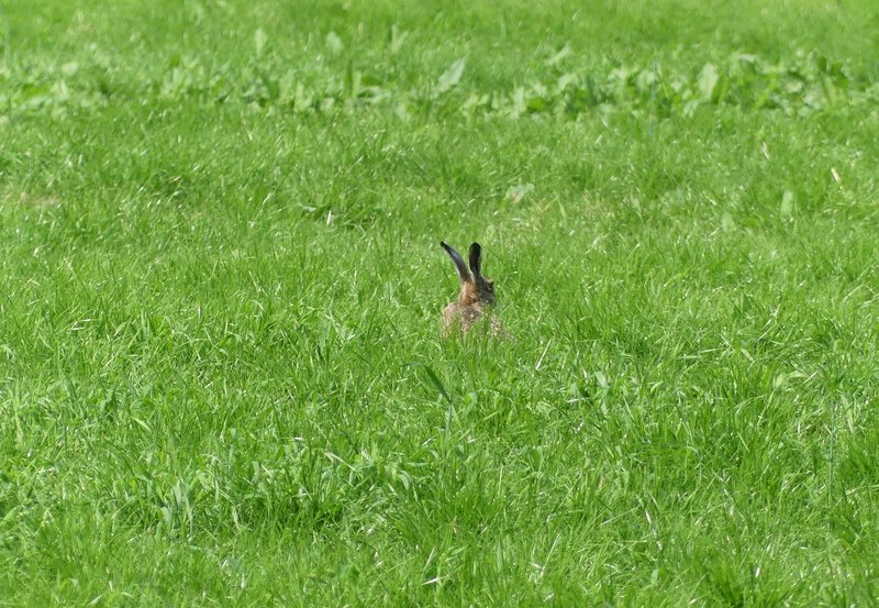20-06-26 Niet in een groengroen knollenland maar gewoon in de wei. Foto: Magdalena