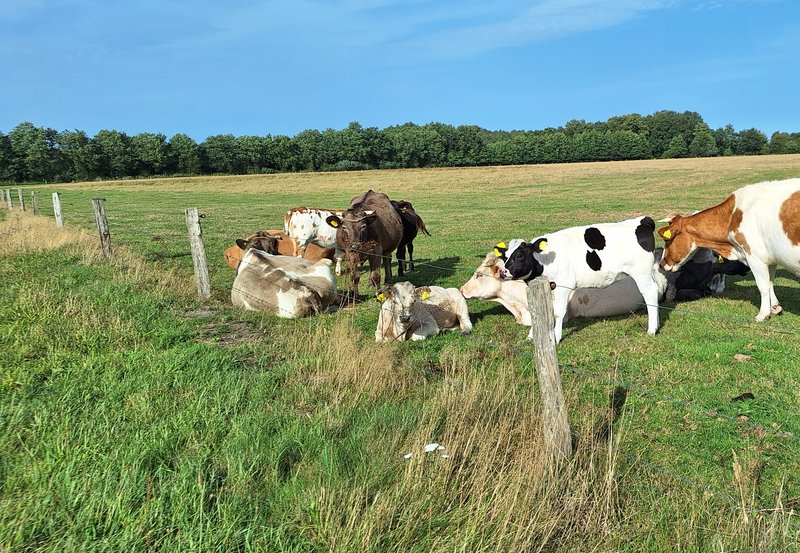 09-09-26 Koeien en kalfjes van Boerderij Hooghei aan de Molenpaal. Foto: Anneke Orsel Onstwedde.info