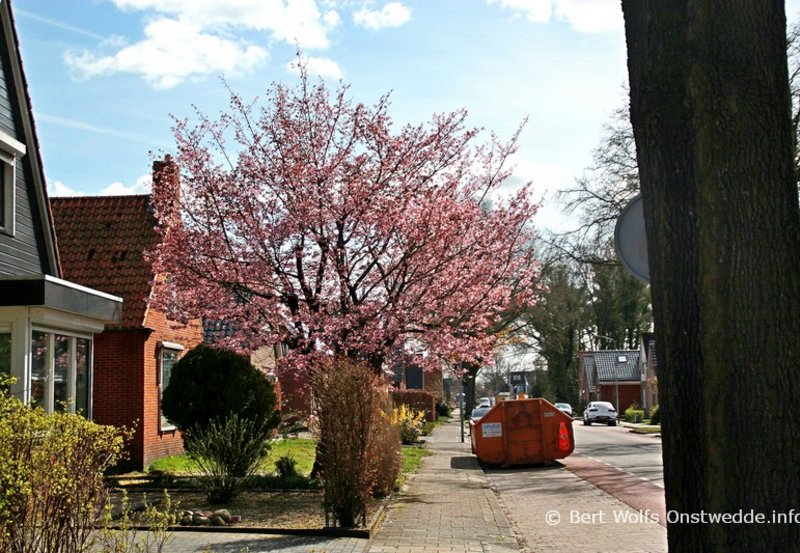 06-04-26 Bloeiende magnolia boom in de Dorpsstraat. Foto: Bert Wolfs Onstwedde.info