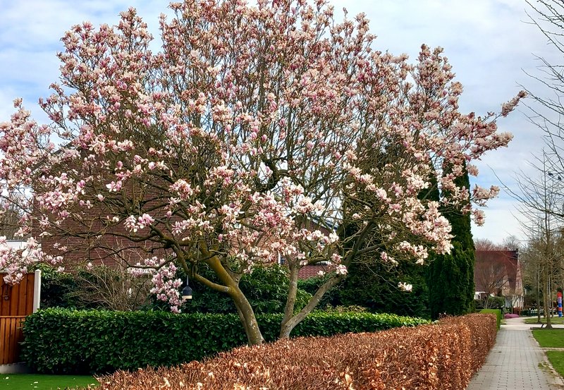 11-04-26 In de Karskenslaan staat de magnolia in bloei. Foto: Roelie Knigge Onstwedde.info