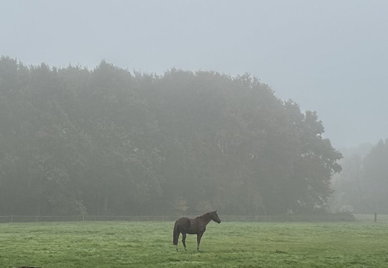 11-11-25 Tied veur d witte wieven, Heideweg. Foto: Anya Bult