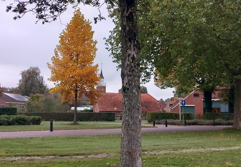 23-10-25 Goudgele tulpenboom. Foto: Roelie Knigge Onstwedde.info