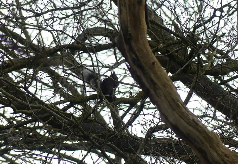 11-04-26 Tussen alle takken eet de eekhoorn. Foto: Magdalena