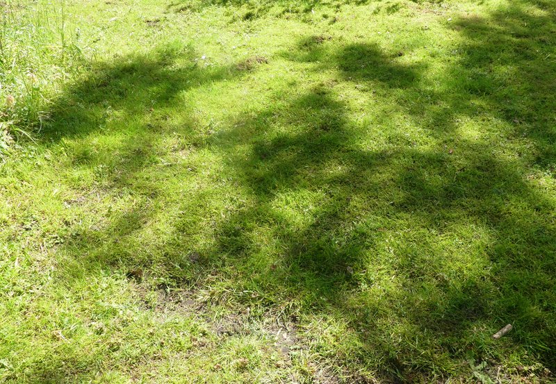 23-05-26 Op deze zonnige dag de schaduw van de Es(bladeren). Foto: Magdalena