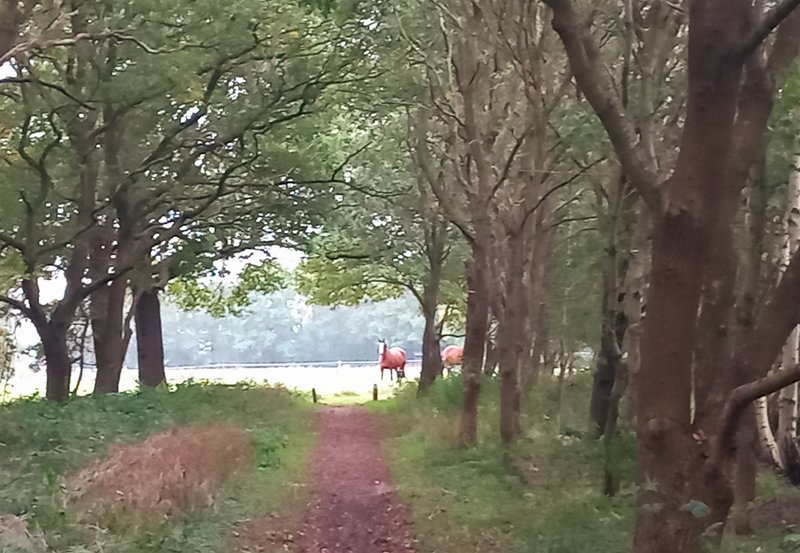 22-10-26 Heideweg. Foto: Roelie Knigge Onstwedde .info