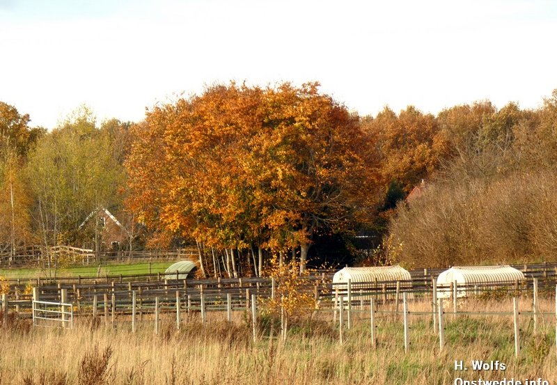 14-11-25 Herfstkleuren in Onstwedde en Ter Wupping. Foto: H. Wolfs Onstwedde.info
