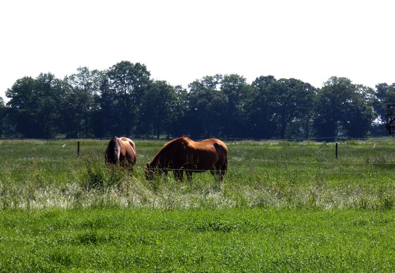 23-06-26 Paarden aan de Tweede Barlagerweg. Foto: H. Wolfs Onstwedde.info
