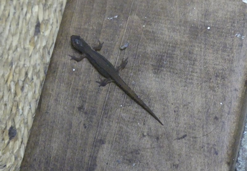 27-10-25 Al hoewel zeer welkom hebben we deze asielzoeker toch uitgezet naar zijn eigen wereldje. Foto: Magdalena