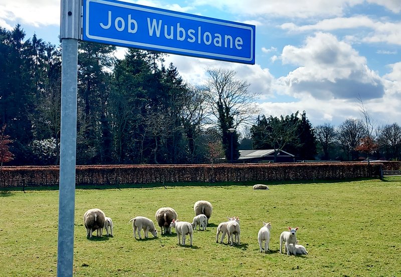04-04-26 Aan de Heideweg is het lente. Foto: Roelie Knigge Onstwedde.info