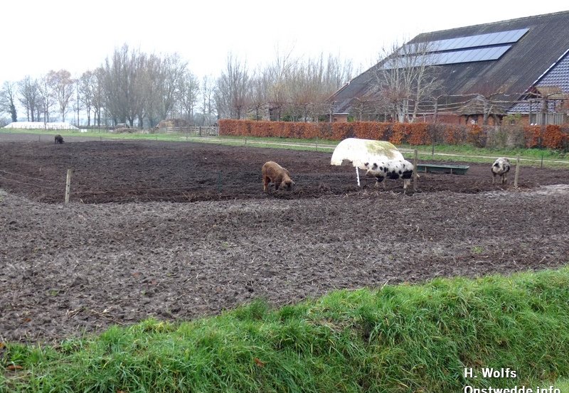 05-12-25 Akkervarkens aan de Kampweg. Foto: H. Wolfs Onstwedde.info