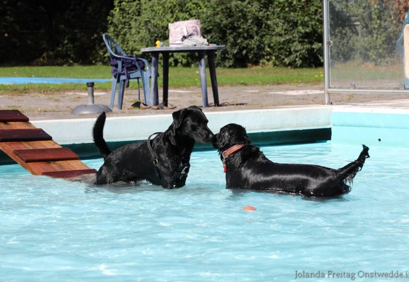 07-09-26 Er was veel animo voor het zwemmen met honden in 't Vlasmeer afgelopen zondagmiddag. Foto: Jolanda Freitag Onstwedde.info