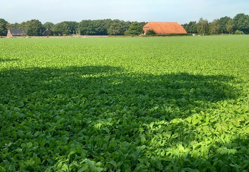 27-08-26 Groen landschap. Foto: Roelie Knigge Onstwedde.info