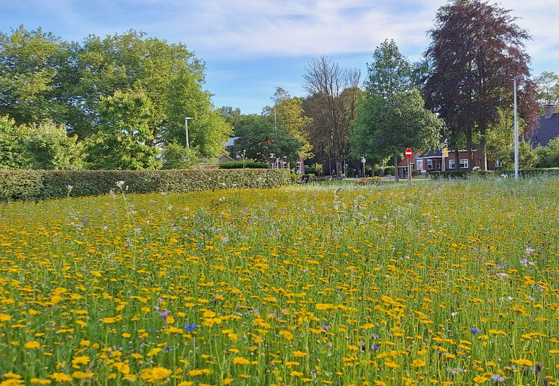 19-06-26 Weidebloemen aan de Boslaan. Foto: Anneke Orsel Onstwedde info