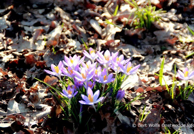 25-02-26 Het voorjaar hangt in de lucht. Foto: Bert Wolfs Onstwedde.info