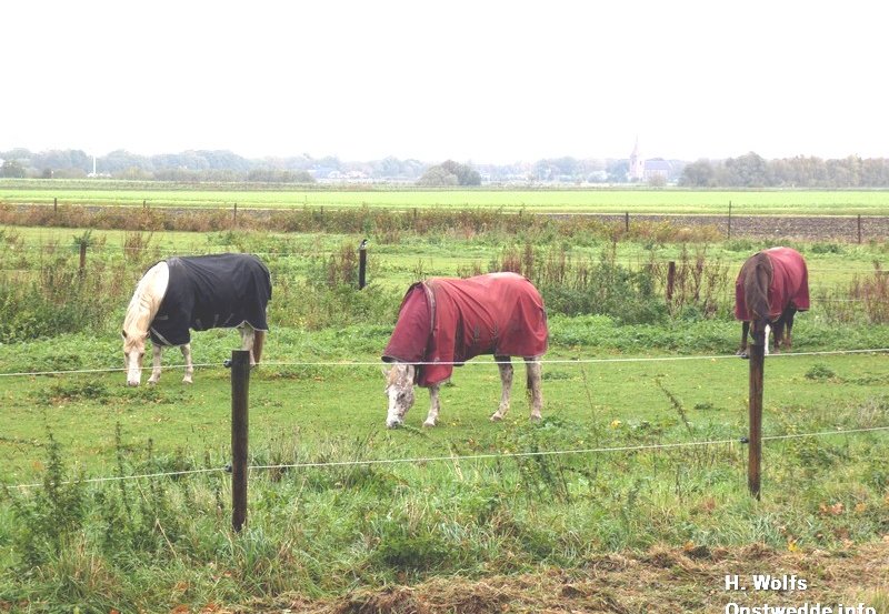 25- 10-25 Paarden in Vledderhuizen. Foto: H. Wolfs Onstwedde.info