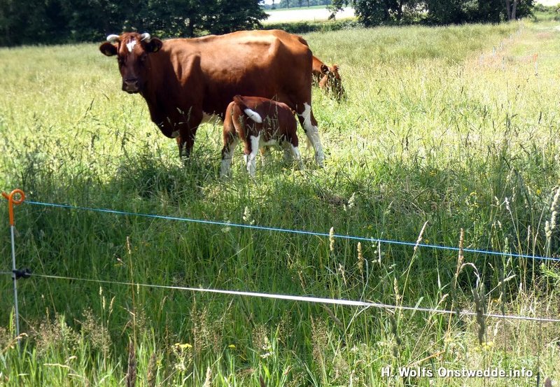 03-07-26 Koe met zuigende kalf. Foto: H. Wolfs Onstwedde.info