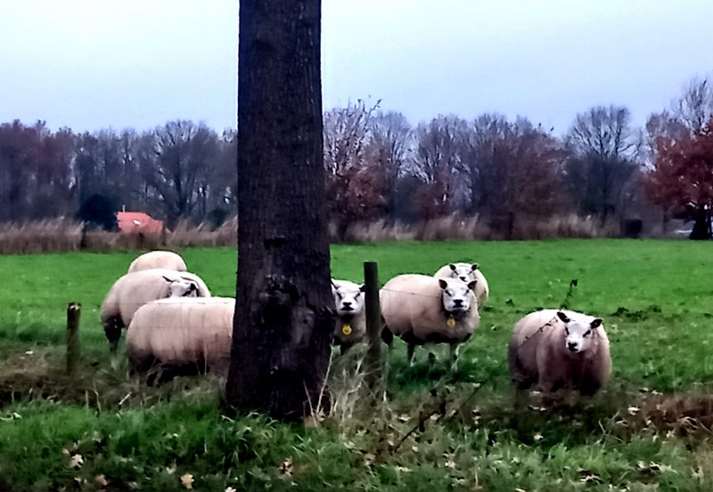 08-12-25 Schapen aan de Hardingstraat. Foto: Roelie Knigge Onstwedde.info