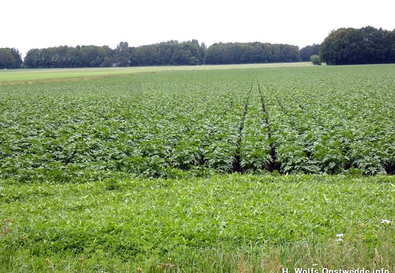 11-06-26 Door de gunstige weersomstandigheden groeien de gewassen heel snel. Dat is goed te zien aan dit aardappelveld aan de Achter Esch. Foto: H. Wolfs Onstwedde.info