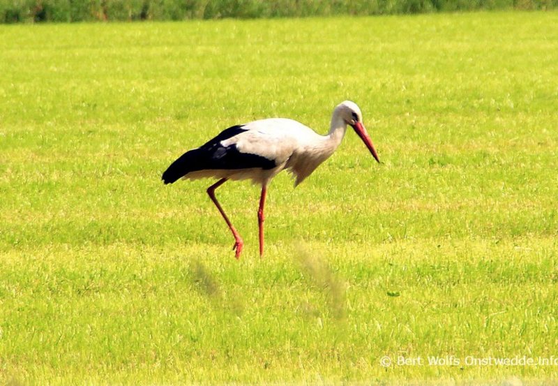 23-06-26 Ooievaar gespot aan de Tweede Barlagerweg. Foto: Bert Wolfs Onstwedde.info