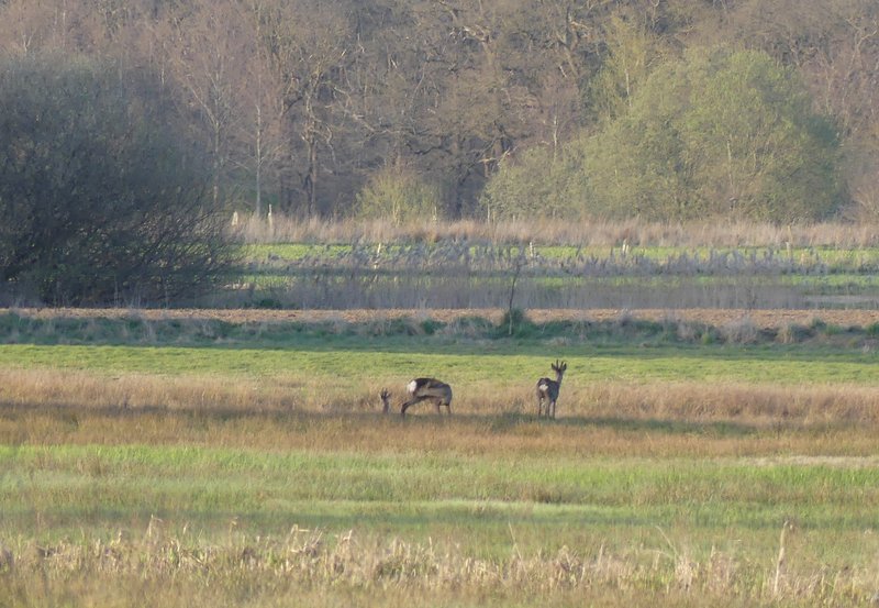 07-04-26 In het veld twee bokjes en een hinde. Foto: Magdalena