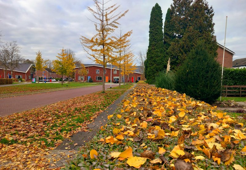05-11-25 Vallende bladeren in de Karskenslaan. Foto: Roelie Knigge Onstwedde.info