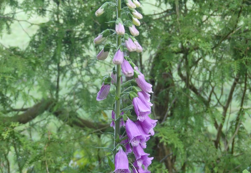 09-06-26 Digitalis bij de Roege Baarg. Foto: Magdalena