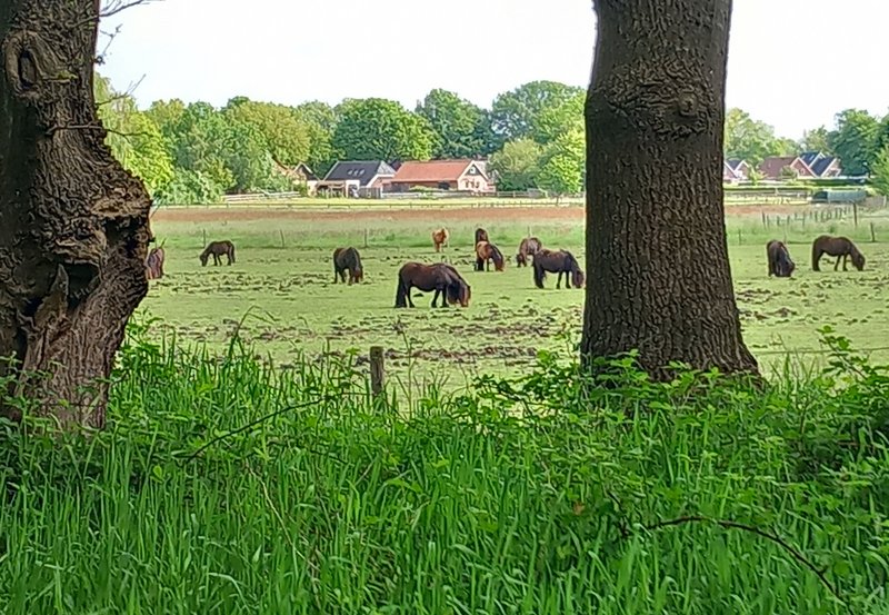 21-05-26 Valgweg met de shetland ponys in het landschap. Foto: Roelie Knigge Onstwedde.info