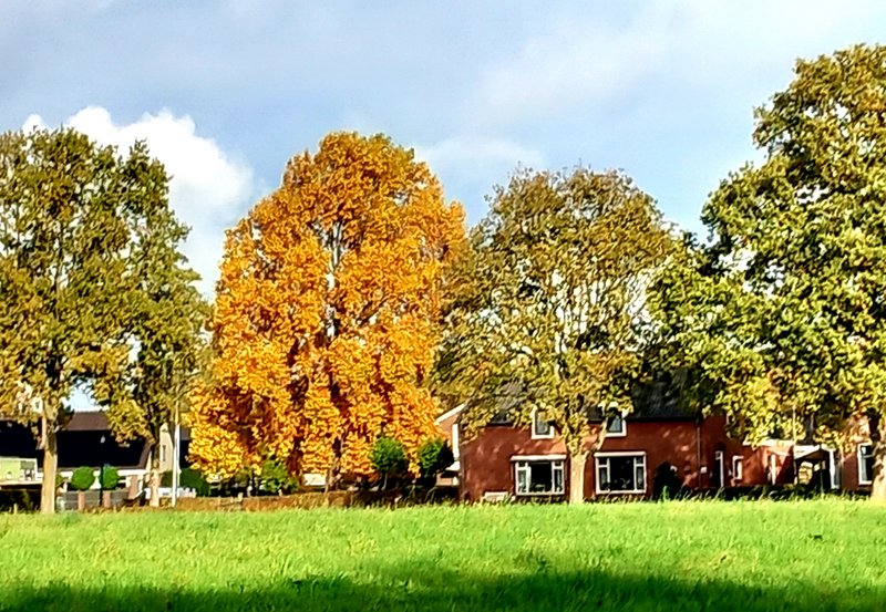 22-10-25 Herfstboom in Onstwedde. Foto: Onstwedde.info