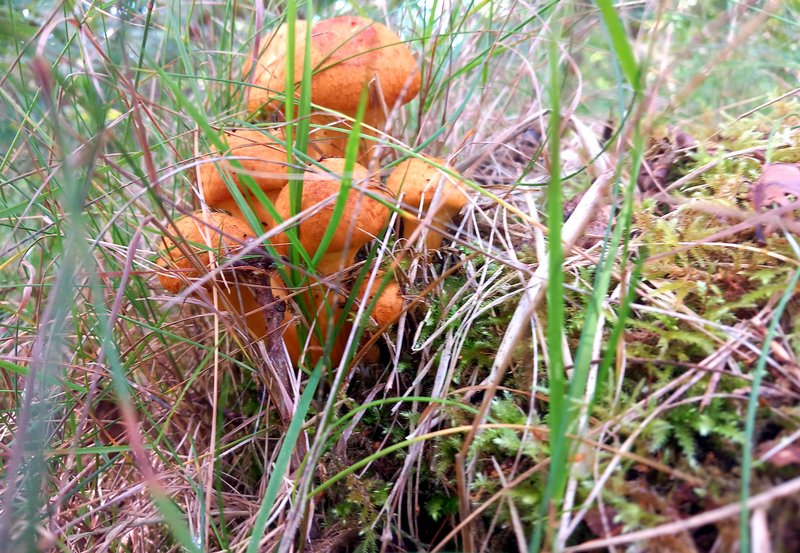 23-09-26 Bewondering in de Natuur. Foto: Roelie Knigge Onstwedde.info