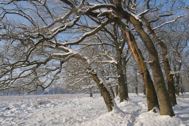 Winterwandeling door het Dal van de Ruiten Aa op 28 december