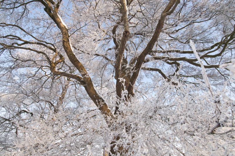Samen het nieuwe jaar in: Nieuwjaarswandeling in het Dal van de Ruiten Aa