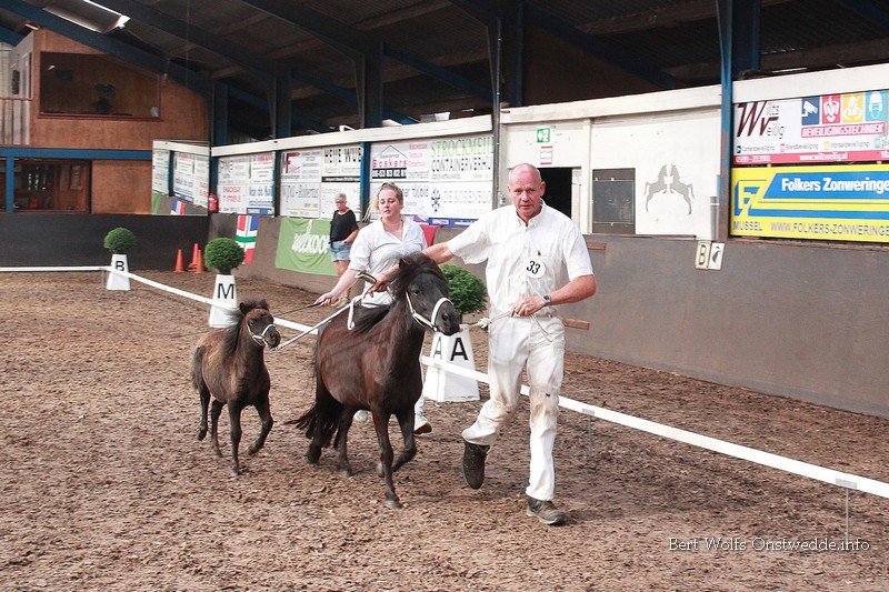 Shetlandpony keuring in manege De Driesporen op 15 augustus